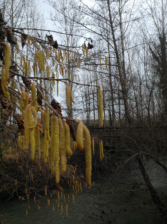 First Signs of Spring